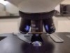 LAXCO LMC4-BF153 MULTIPLE VIEWING MICROSCOPE WITH (PL10X/22, PL10X/22) EYEPIECE, (PL10X/22, PL10X/22) EYEPIECE - 4