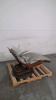 POWER EXAM CHAIR - 2