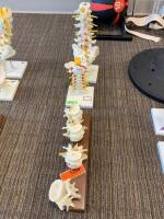 SET OF 3 SPINE MODELS