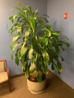 7' POTTED PLANT