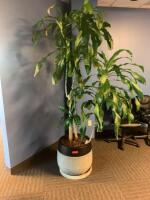 7' POTTED PLANT